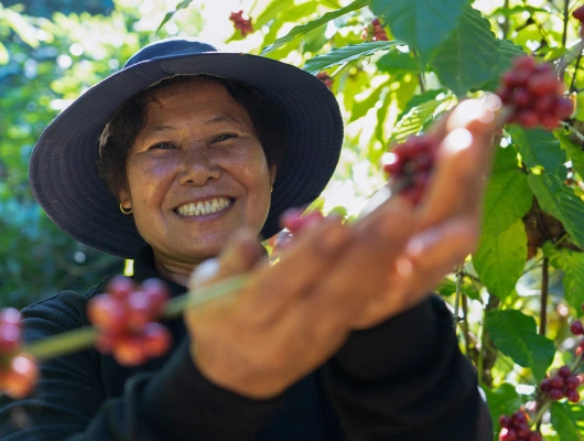 img-coffee-plantation-530x400