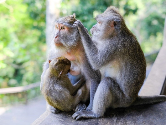 img-monkey-forest-530x400