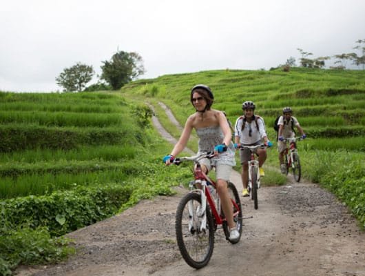Cycling-through-the-green-rice-field-530x400