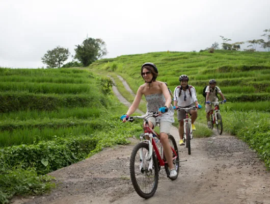 Cycling-through-the-green-rice-field-530x400
