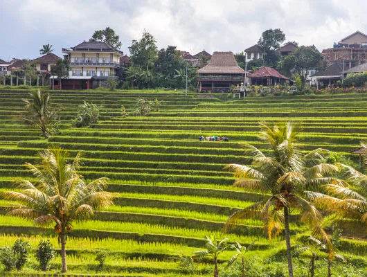 Jatiluwih Rice Terraces