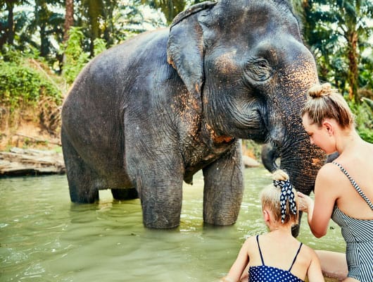 Jumbo-Wash-The-Elephant-530x400