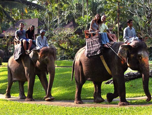 Ride-the-elephants-530x400