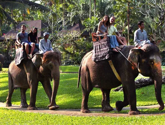 Ride-the-elephants-530x400