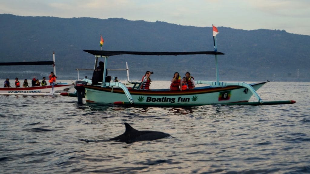 Bali Dolphin trip