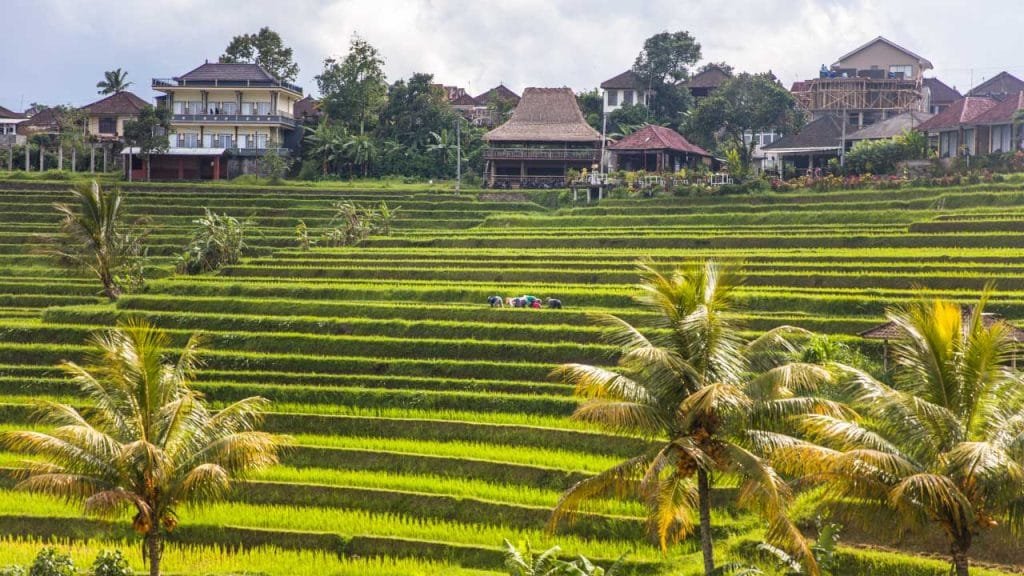 UNESCO Rice Terraces Tour trip