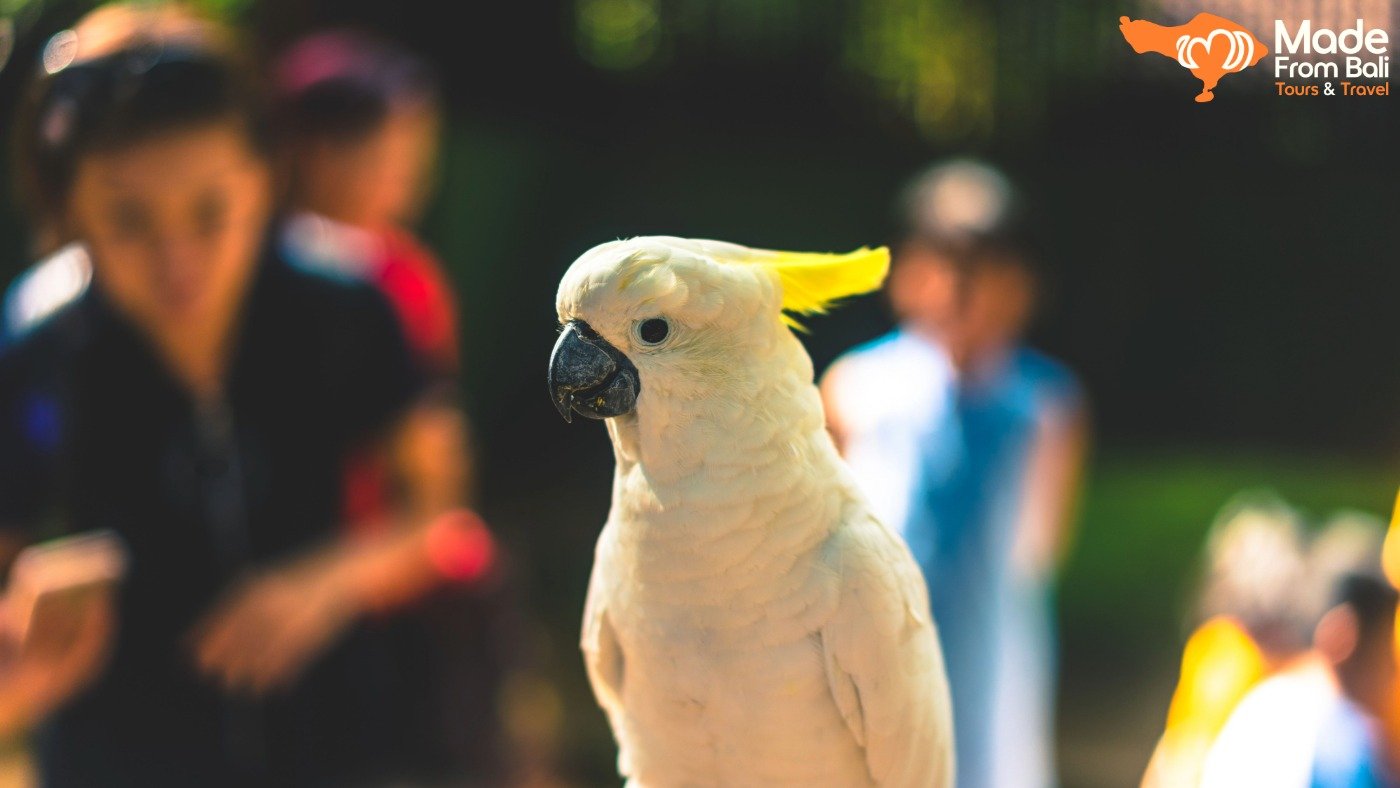 White cockatoo at Bali Bird Park with visitors in the background during a family day trip.