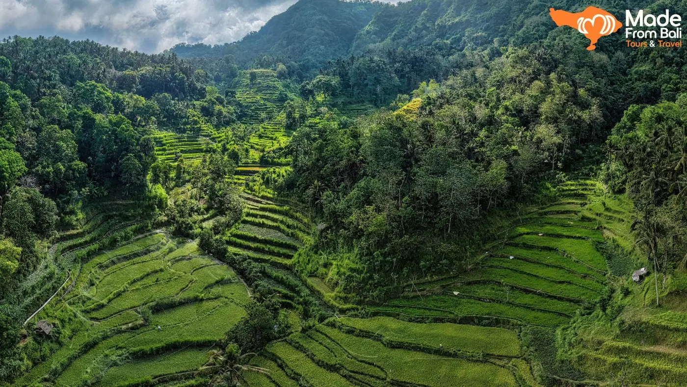 Hamparan sawah terasering hijau di Bali yang mencerminkan suasana tenang dan pentingnya menghormati budaya setempat.